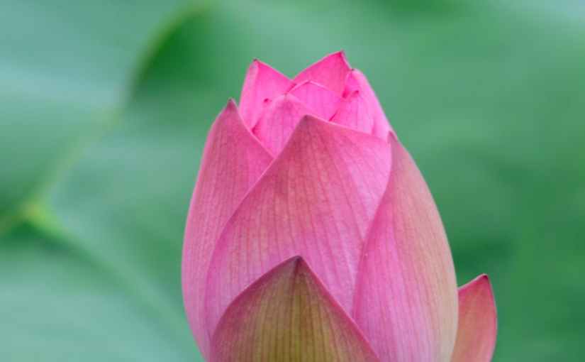 Understanding Ahimsa: Compassion for Yourself and Others at&nbsp;Work